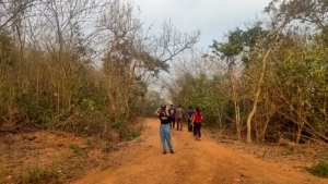 Tree Walk