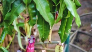 Carnivorous Plant Garden 