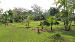 Palm Garden 