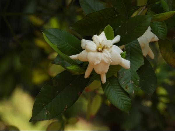 cape-jasmine