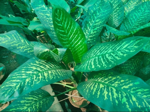dumb-cane