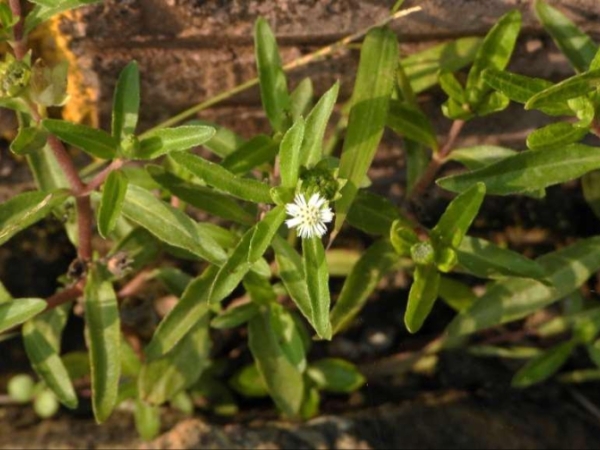 bhringraj