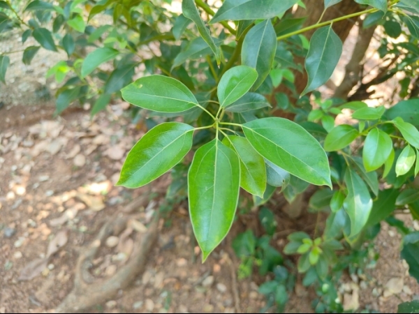 karpura
