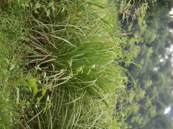 dhanwantari