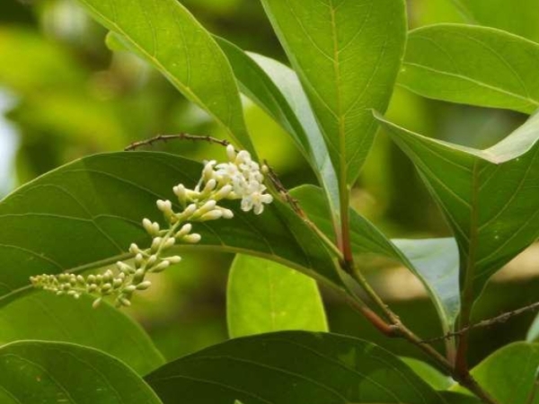 brundaban-champa