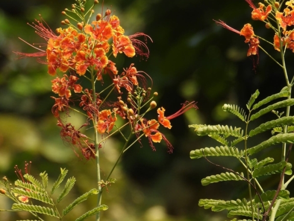 purei-phula