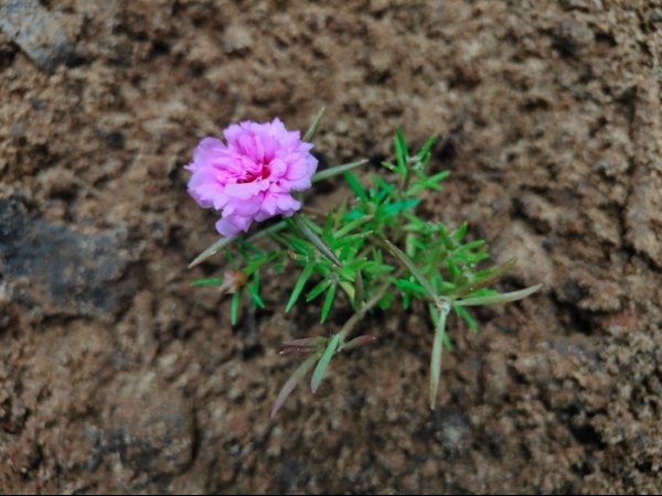 moss-rose