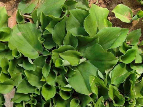 chandramula-