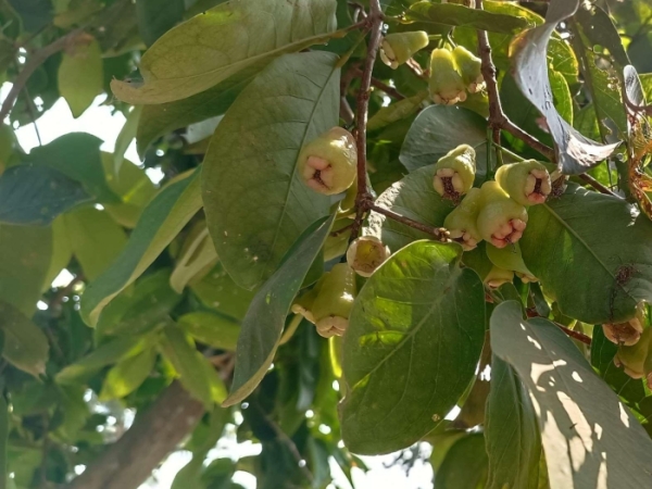 jambu